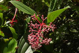 Слика од Medinilla formosana Hayata