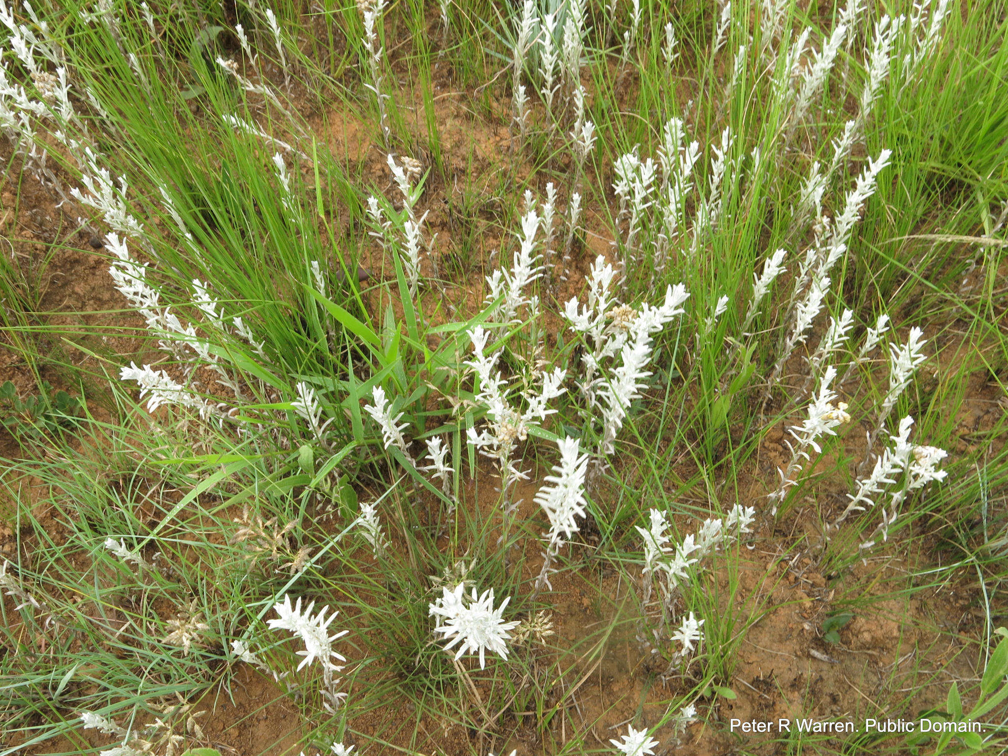 Imagem de Helichrysum aureonitens Sch. Bip.