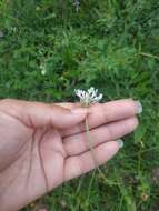 Imagem de Scabiosa praemontana Privalova