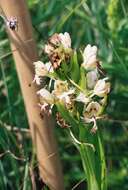 Image of Western prairie fringed orchid