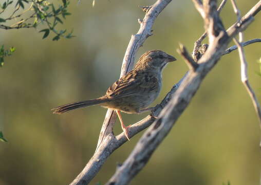 Image of Stripe-capped Sparrow