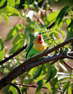 Image of Fischer's Lovebird