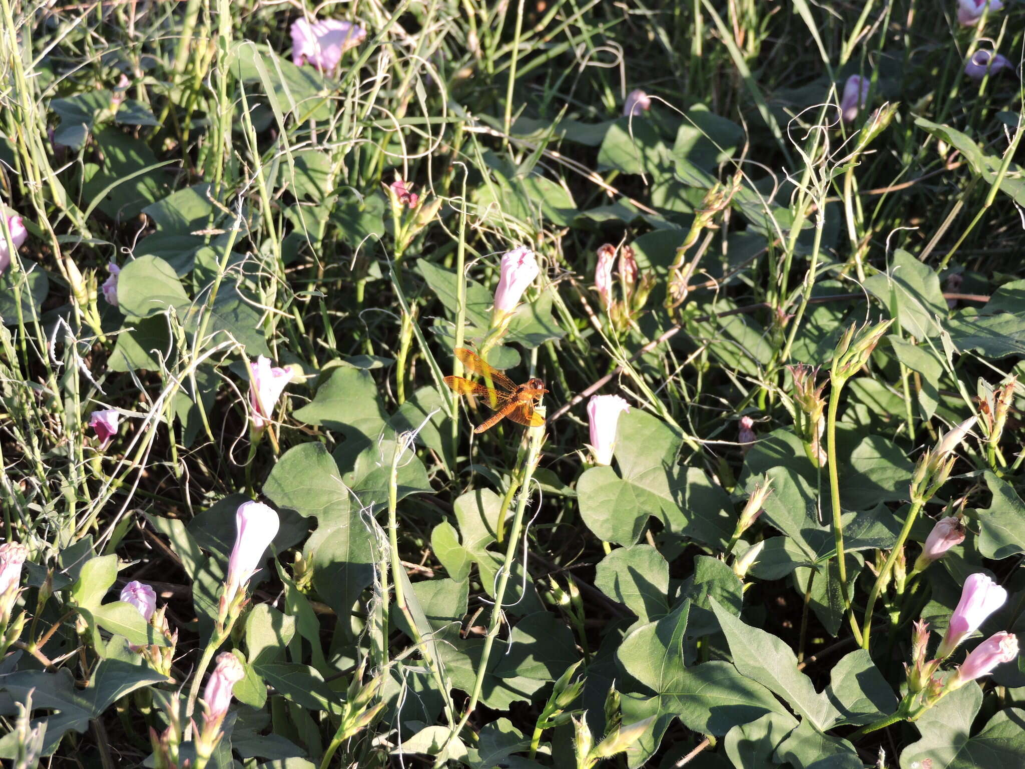 Image of Eastern Amberwing