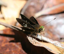 Image of Cynea cynea Hewitson 1876