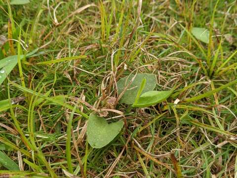 Image of Long-Stem Adder's-Tongue