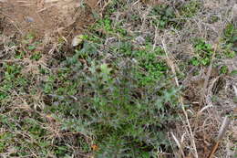 Image of Pissonotus nitens (Van Duzee 1909)