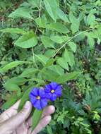 Image of Blue Potato Bush