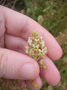 Image of garden mignonette