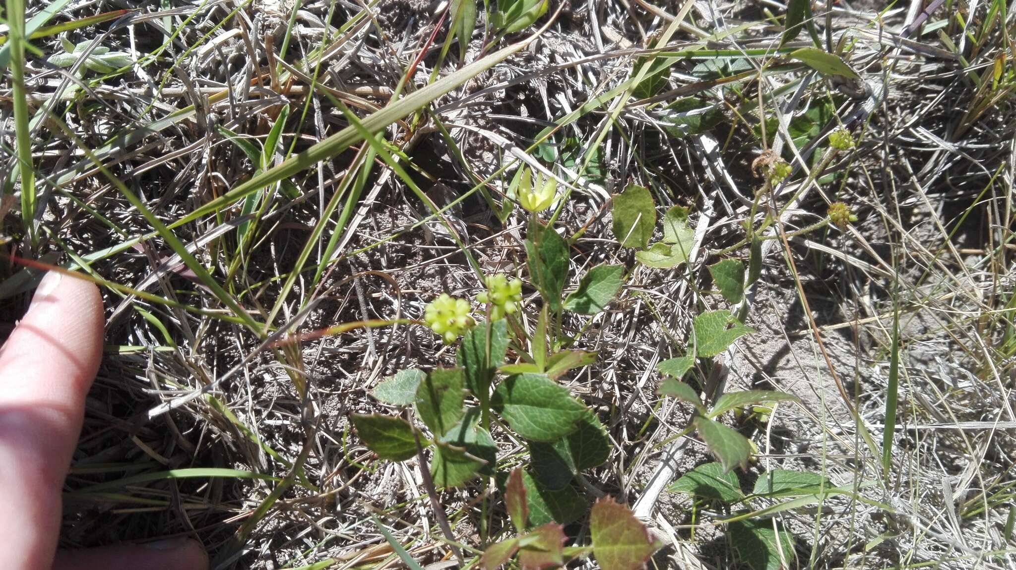 Image of Knowltonia vesicatoria (L. fil.) Sims