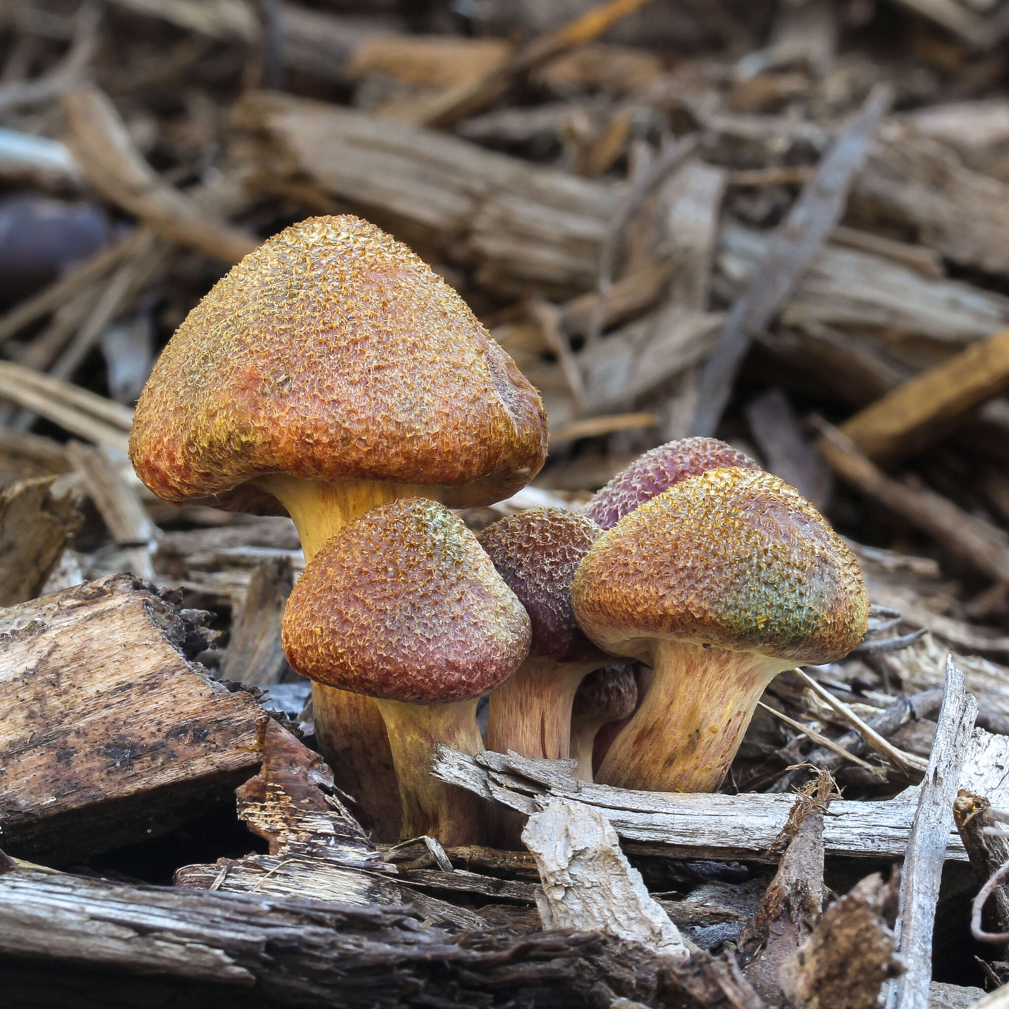 Imagem de Gymnopilus aeruginosus (Peck) Singer 1951