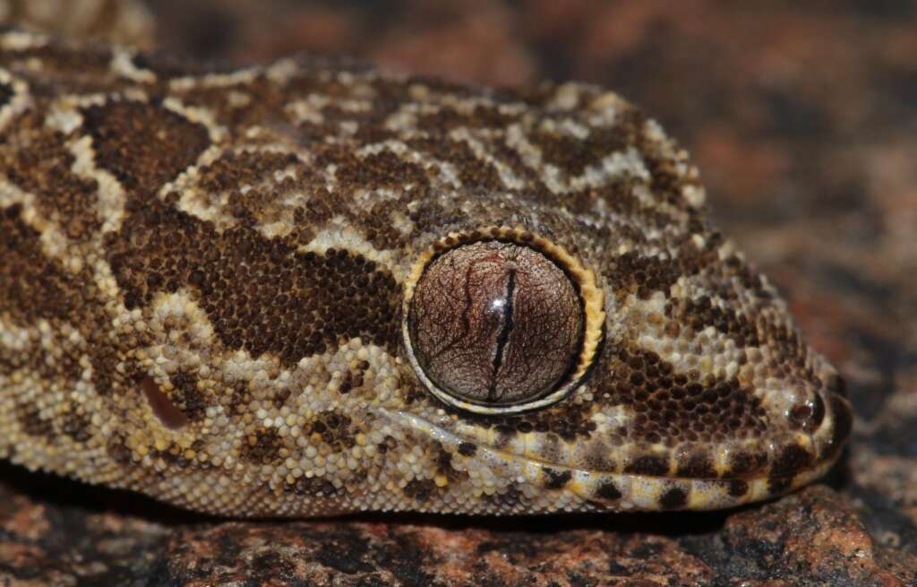 Image of Inland Thick-toed Gecko