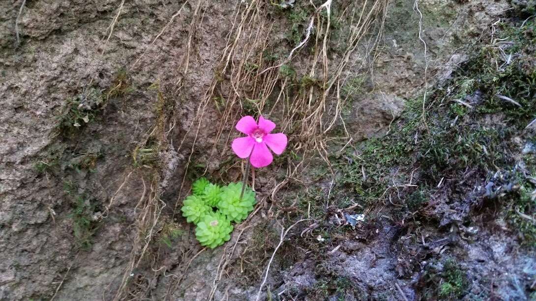 Image of Pinguicula crassifolia S. Zamudio