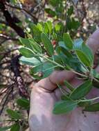 Sivun Arctostaphylos manzanita subsp. laevigata (Eastw.) Munz kuva