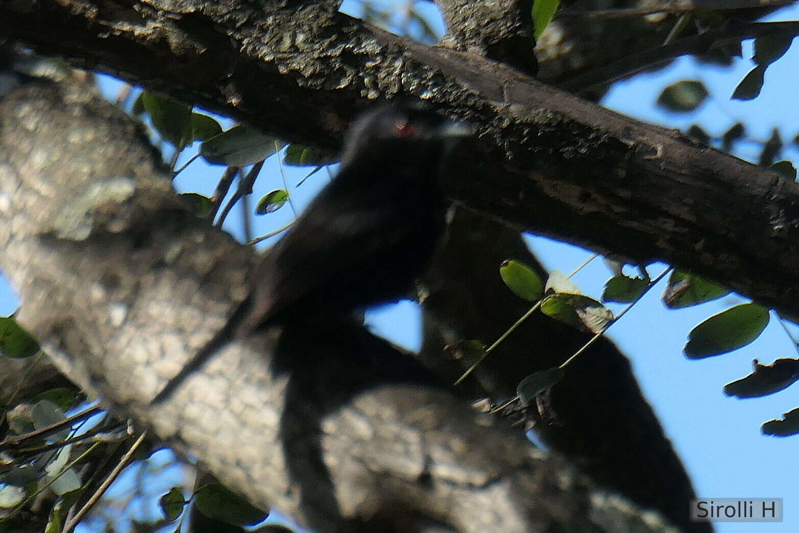 Image of Blue-billed Black Tyrant