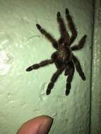 Image of Costa Rican Chevron Tarantula