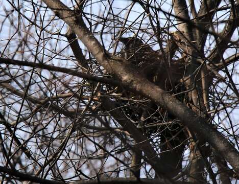 Image of Eastern Carrion Crow