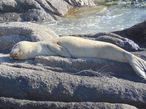 Image of Mediterranean Monk Seal