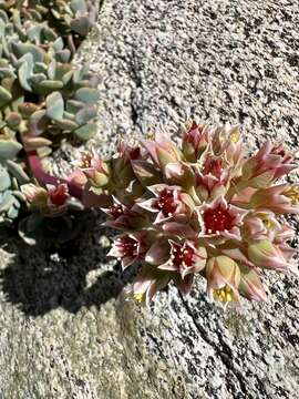 Слика од Sedum obtusatum subsp. paradisum M. F. Denton