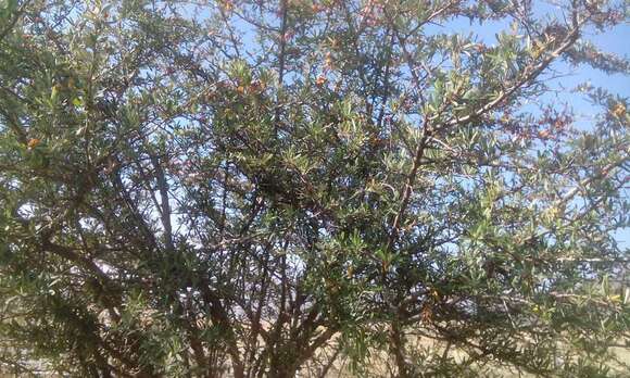 Image de Pyracantha angustifolia (Franch.) C. K. Schneid.