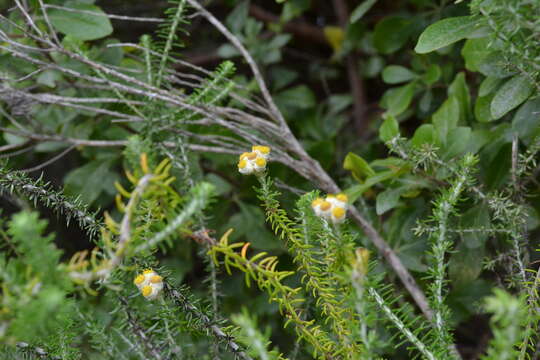 Image of Needle Everlasting