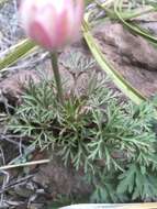 Image of tuber anemone