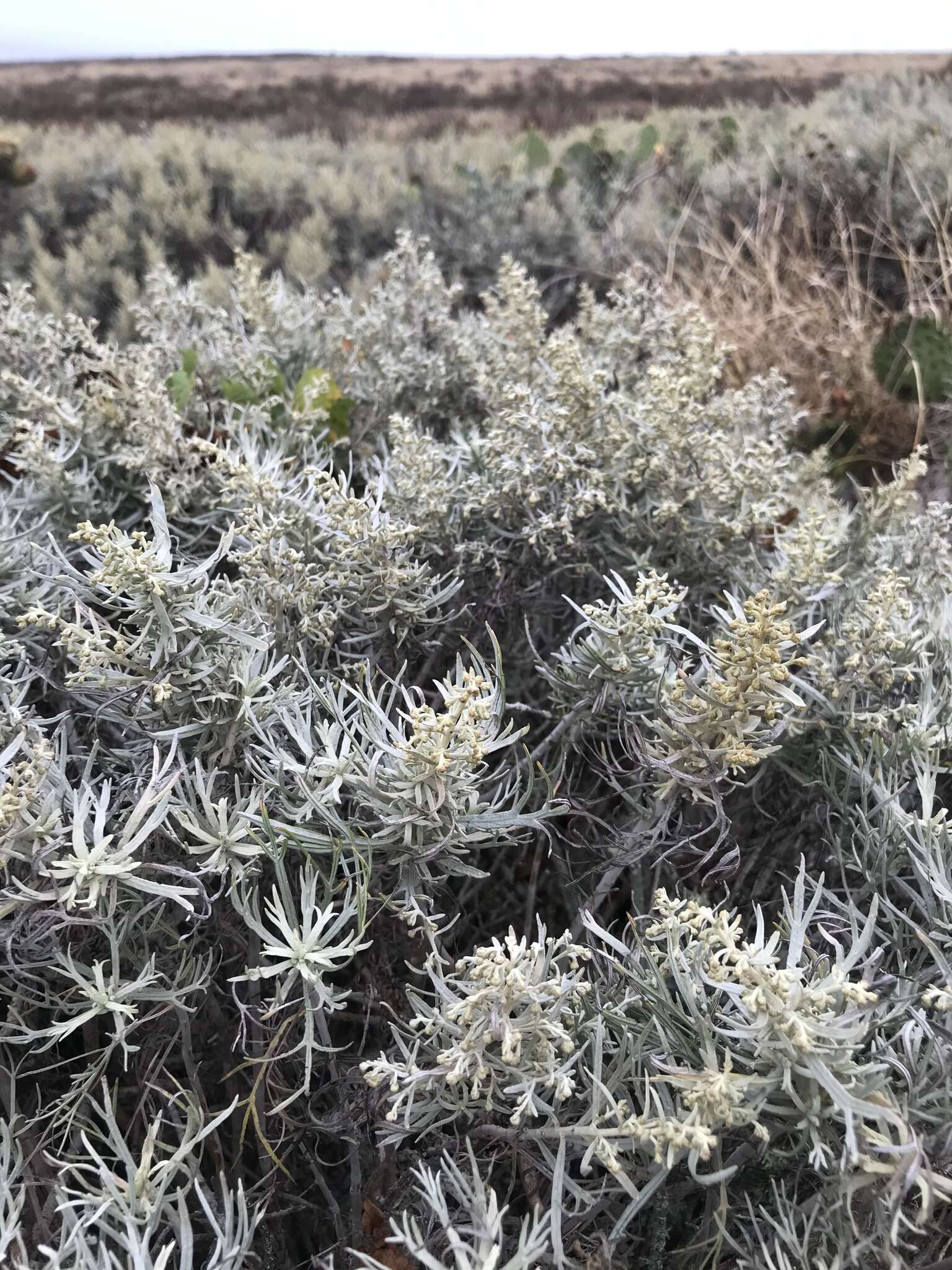 Image of island sagebrush