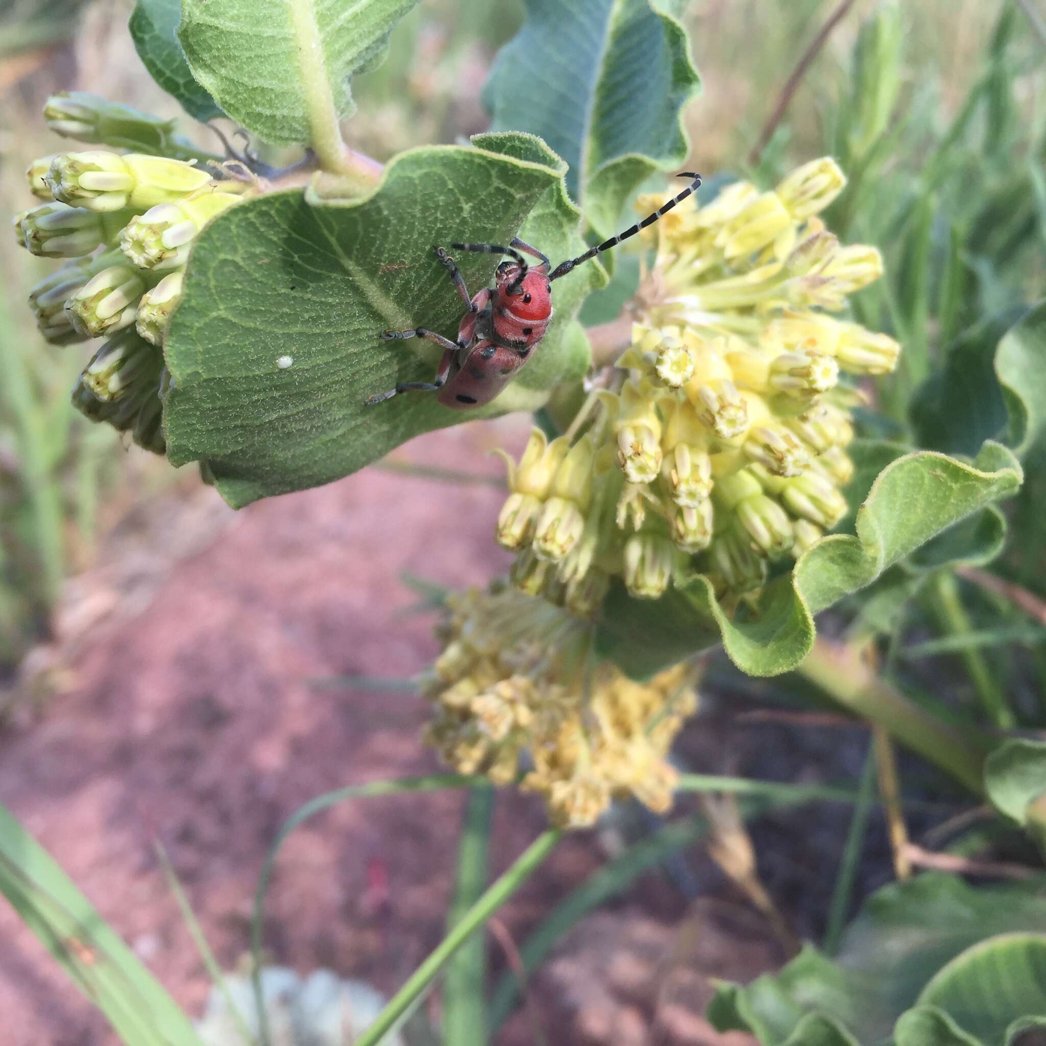 Image of Red-femured Milkweed Borer