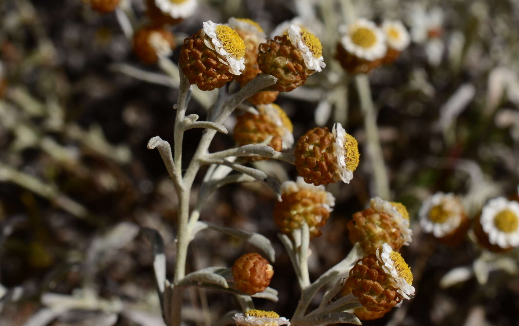 Image of Helichrysum cochleariforme DC.