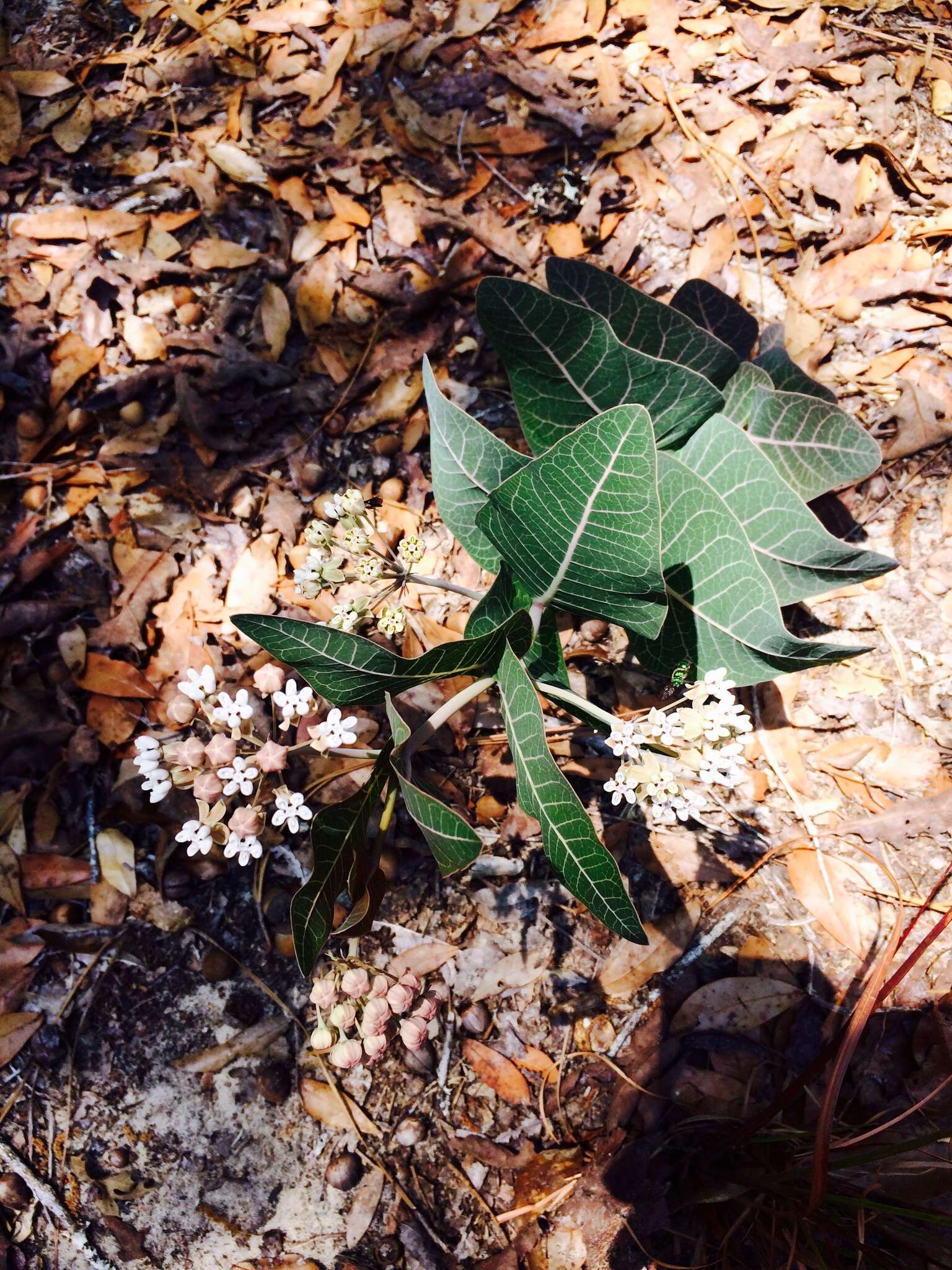 Image of pinewoods milkweed