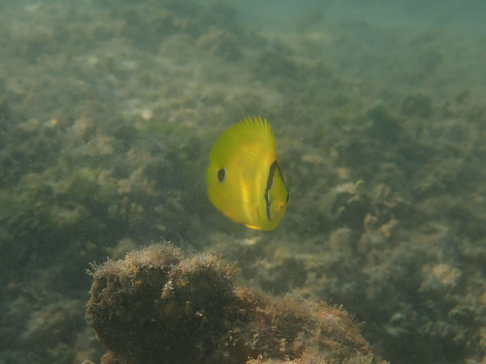 Image of Yellow Butterflyfish