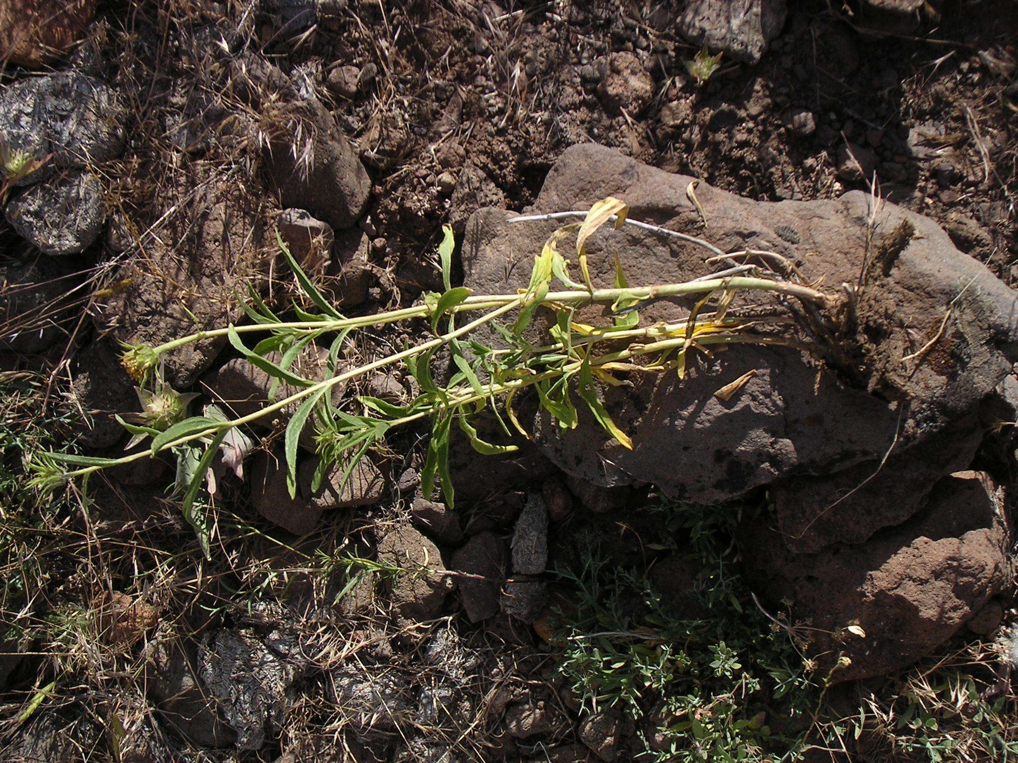 Image of Cusick's sunflower