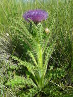 Plancia ëd Cirsium drummondii Torr. & A. Gray