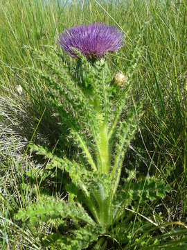 Image of dwarf thistle