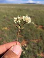 Image of James' buckwheat