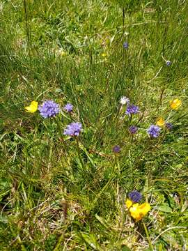 Image de Jasione laevis subsp. carpetana (Boiss. & Reut.) Rivas Mart.