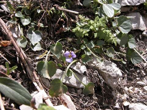 Sivun Viola lithion N. H. Holmgren & P. Holmgren kuva