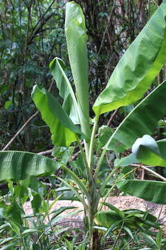 Image of Musa banksii F. Muell.