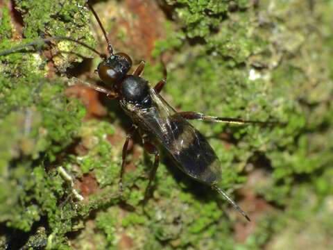 Слика од Gelis cinctus (Linnaeus 1758)