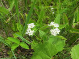 Image of navel cornsalad