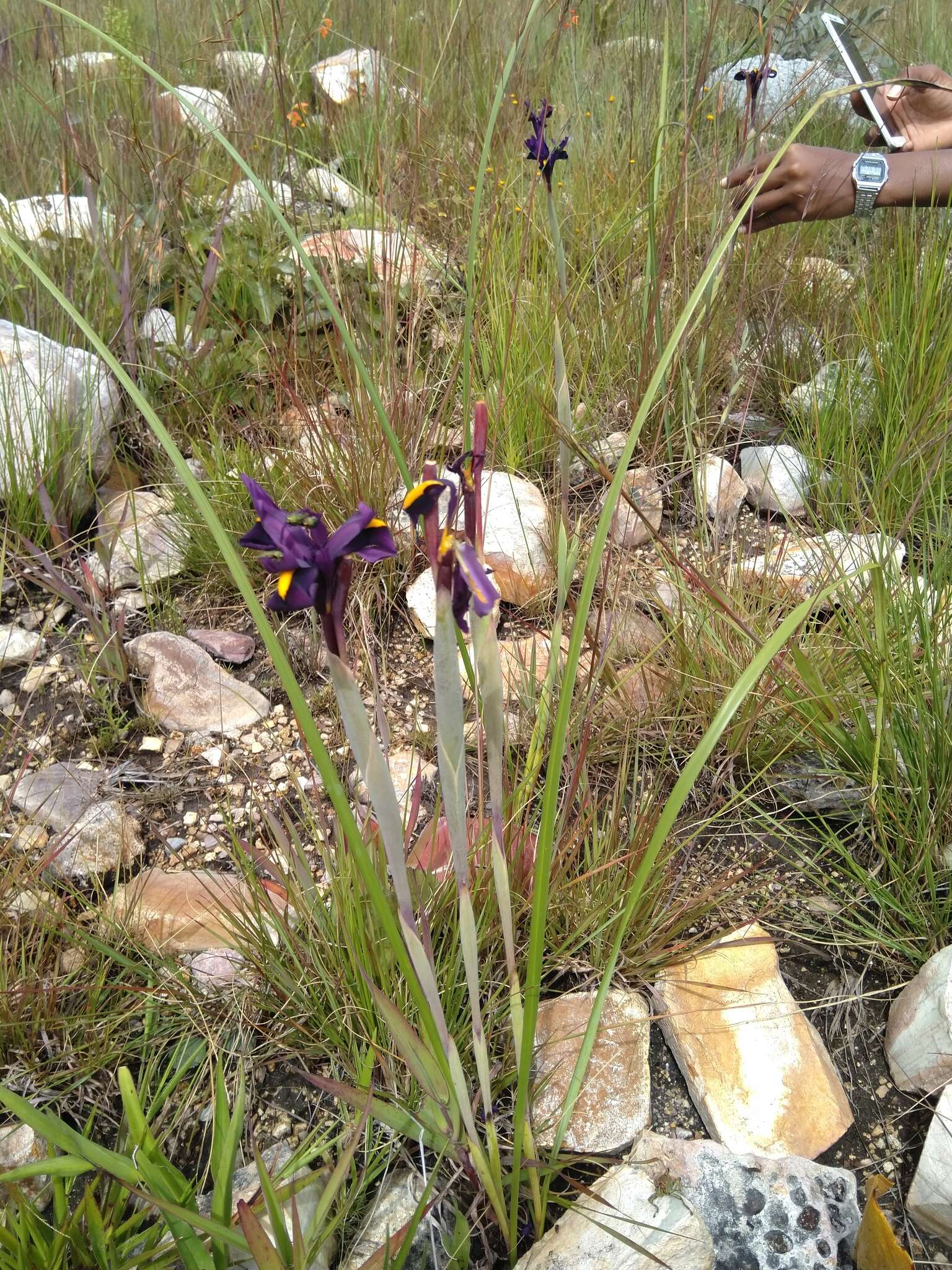 Image of Moraea textilis (Welw. ex Baker) Baker