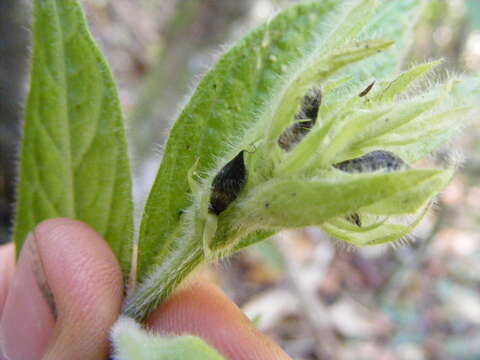 Image of Justicia jamaicensis (Britton) Stearn