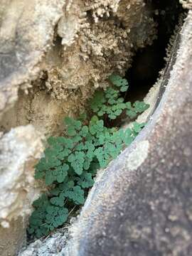 Image of Jones' false cloak fern