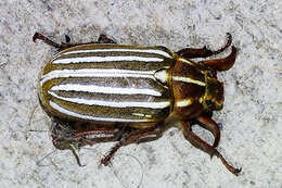 Image of Ten-lined June Beetle