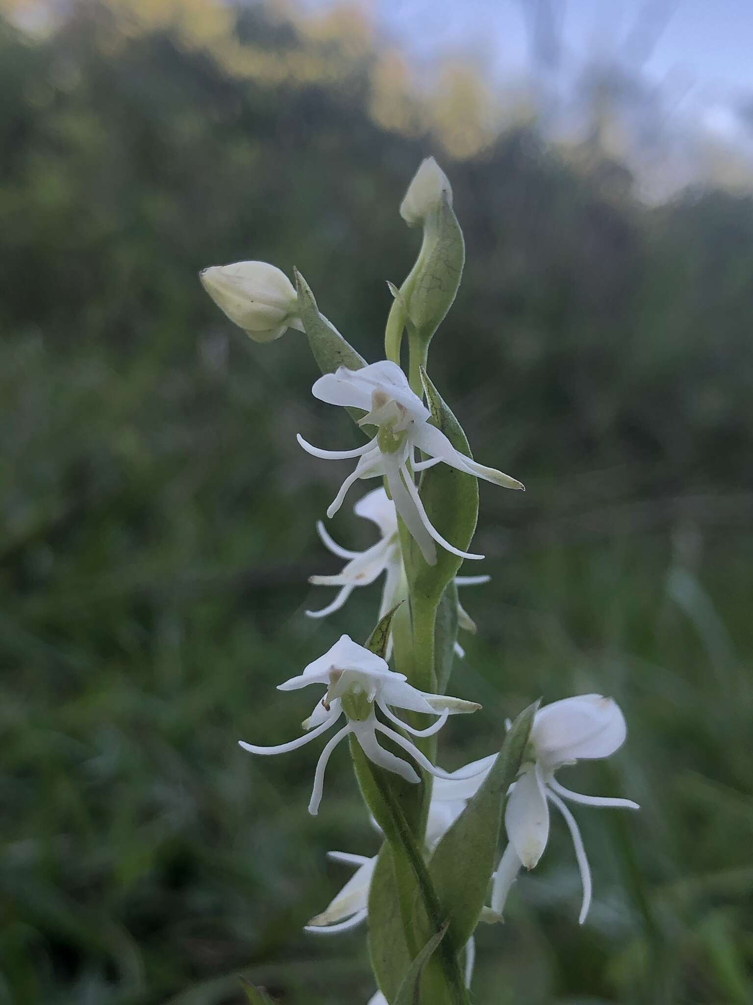 صورة Habenaria entomantha (Lex.) Lindl.