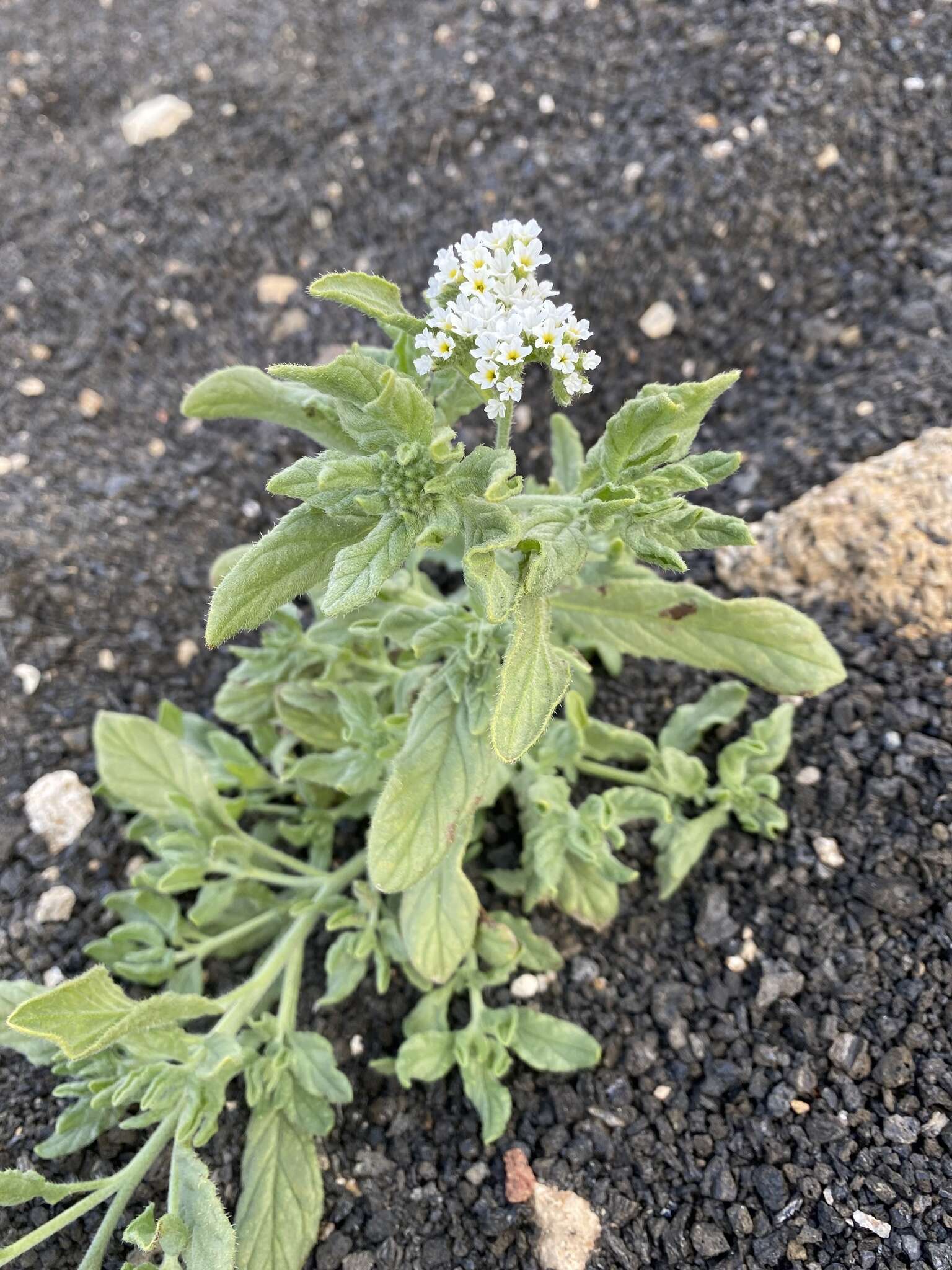 Image de Heliotropium bacciferum Forsk.