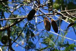 Image of Monkey comb