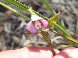 Image of Disperis capensis (L.) Sw.