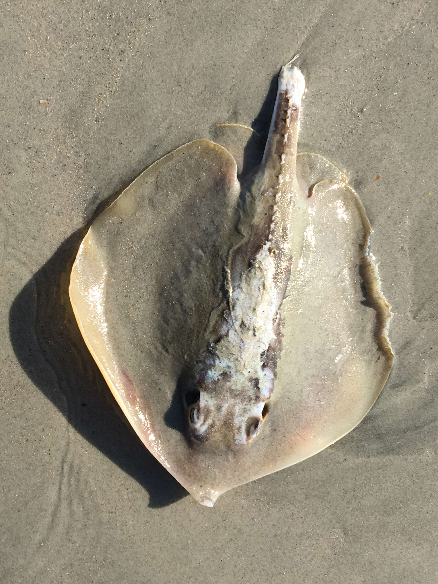 Image of Atlantic Stingray