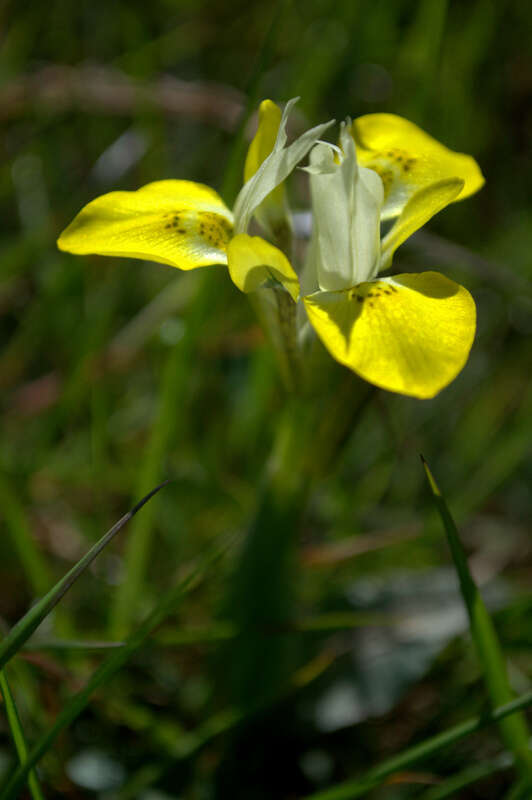 Image of Moraea macronyx G. J. Lewis