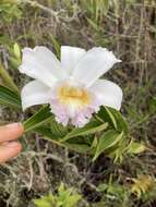 صورة Sobralia powellii Schltr.